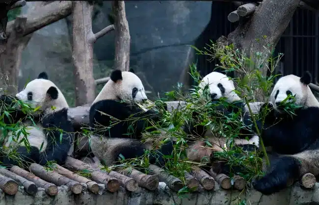 chongqing zoo